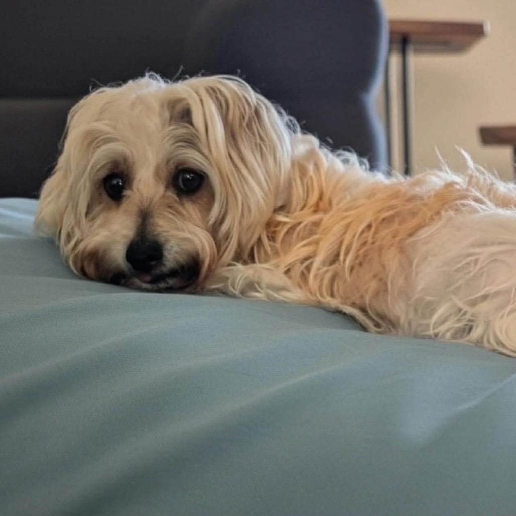 Enlarge Obi, a Adoptable Silky Terrier in Gulfport, MS image 4/6