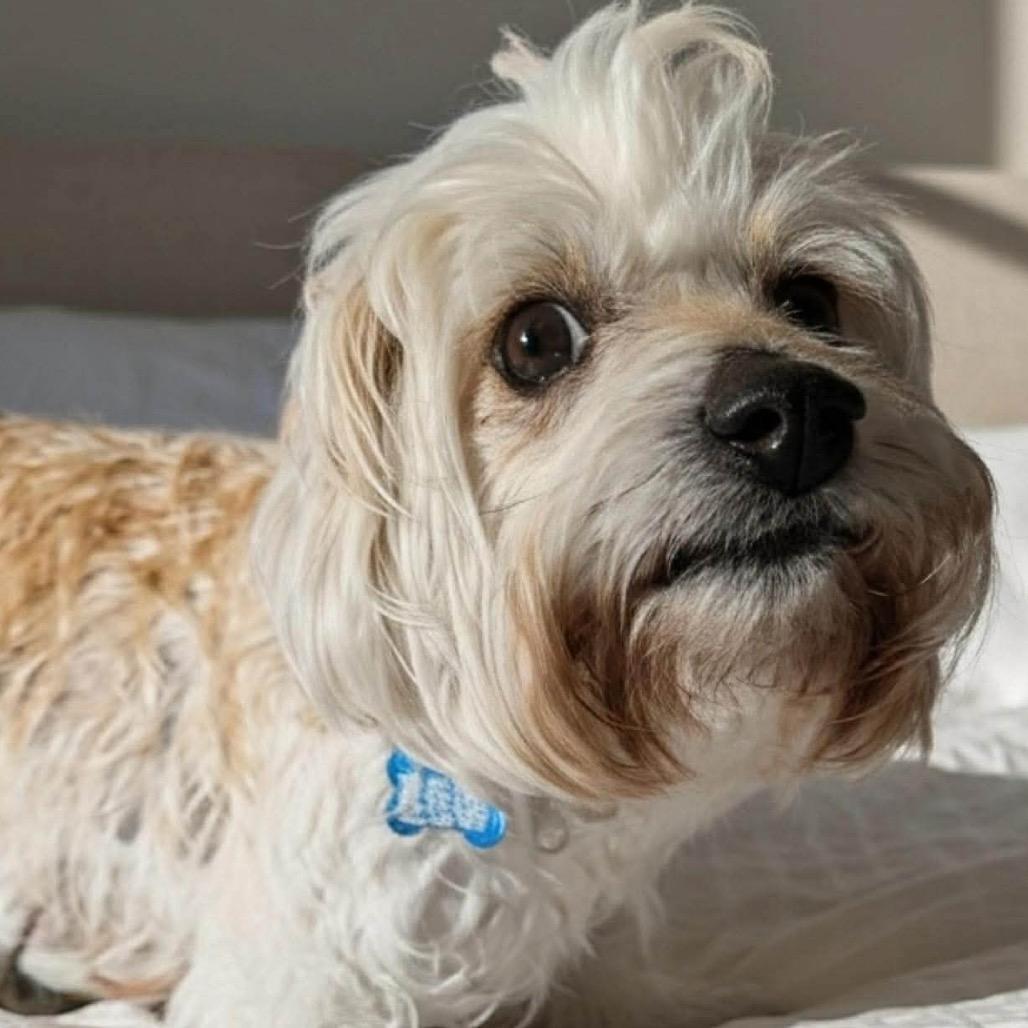 Enlarge Obi, a Adoptable Silky Terrier in Gulfport, MS image 5/6