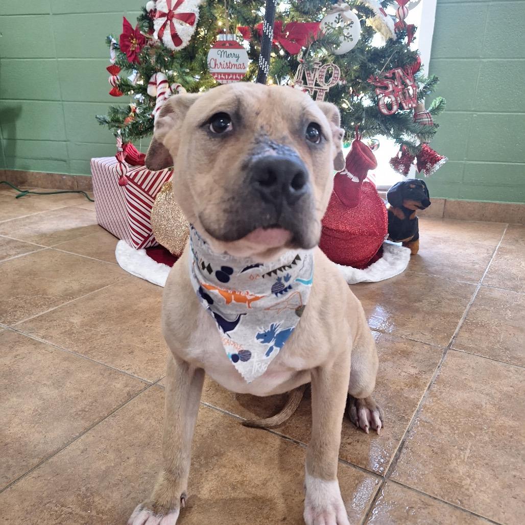 3909 CHEECH, Adoptable, Young Male Pit Bull Terrier.