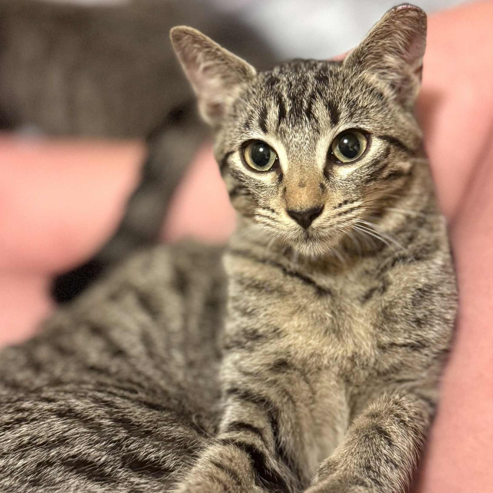 Loki