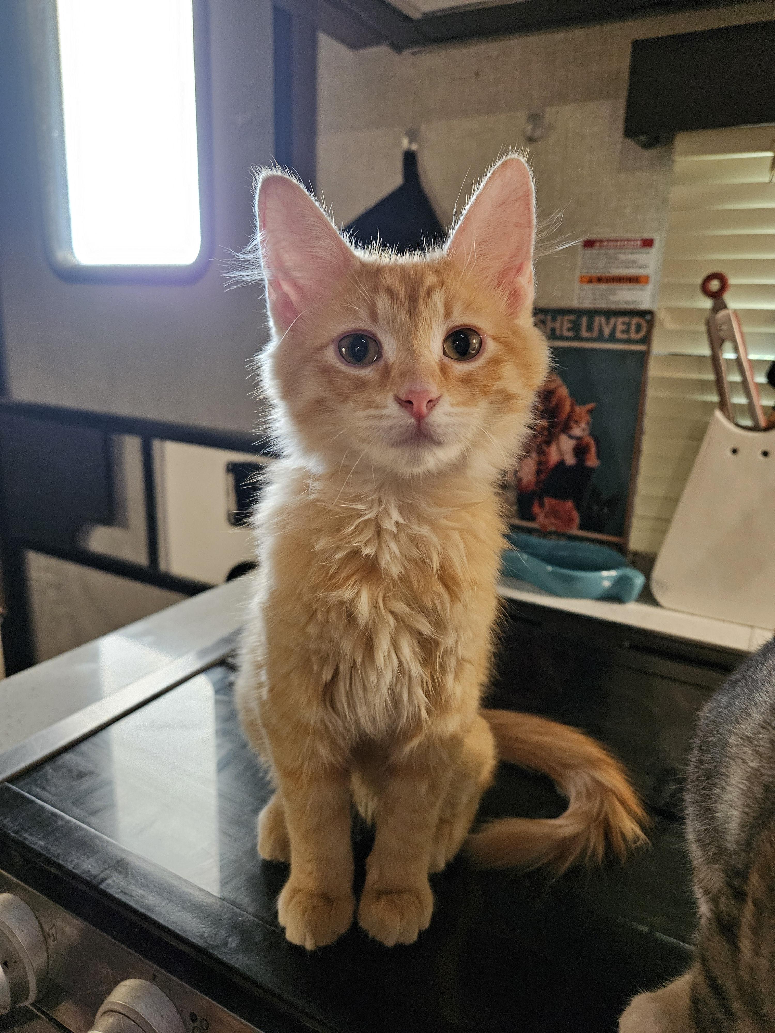 DJ, Adoptable, Young Male Domestic Long Hair.