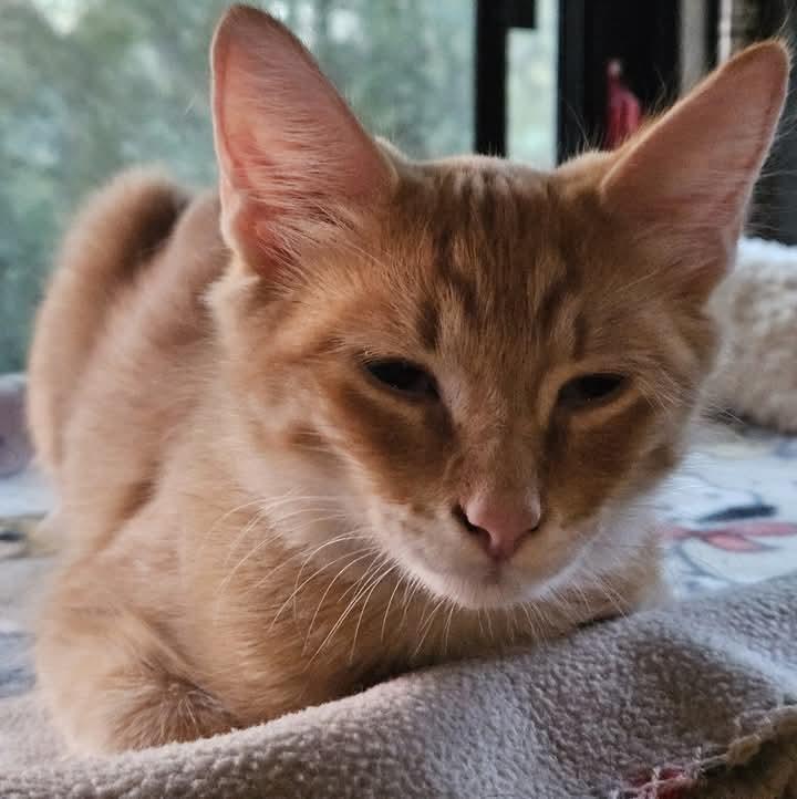 Enlarge DJ, a Adoptable mixed breed in Buhl, ID image 2/6