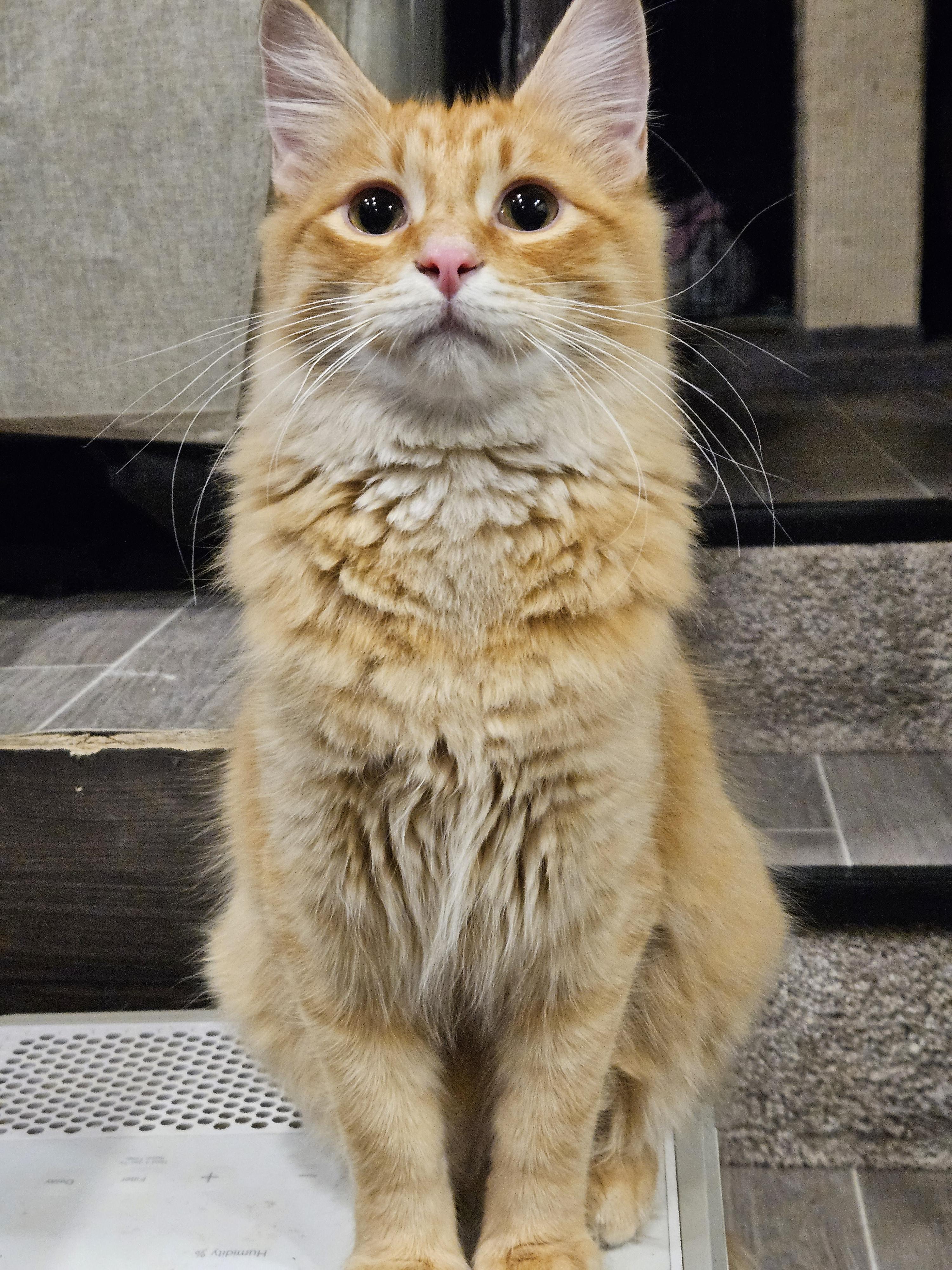 Enlarge DJ, a Adoptable mixed breed in Buhl, ID image 3/6