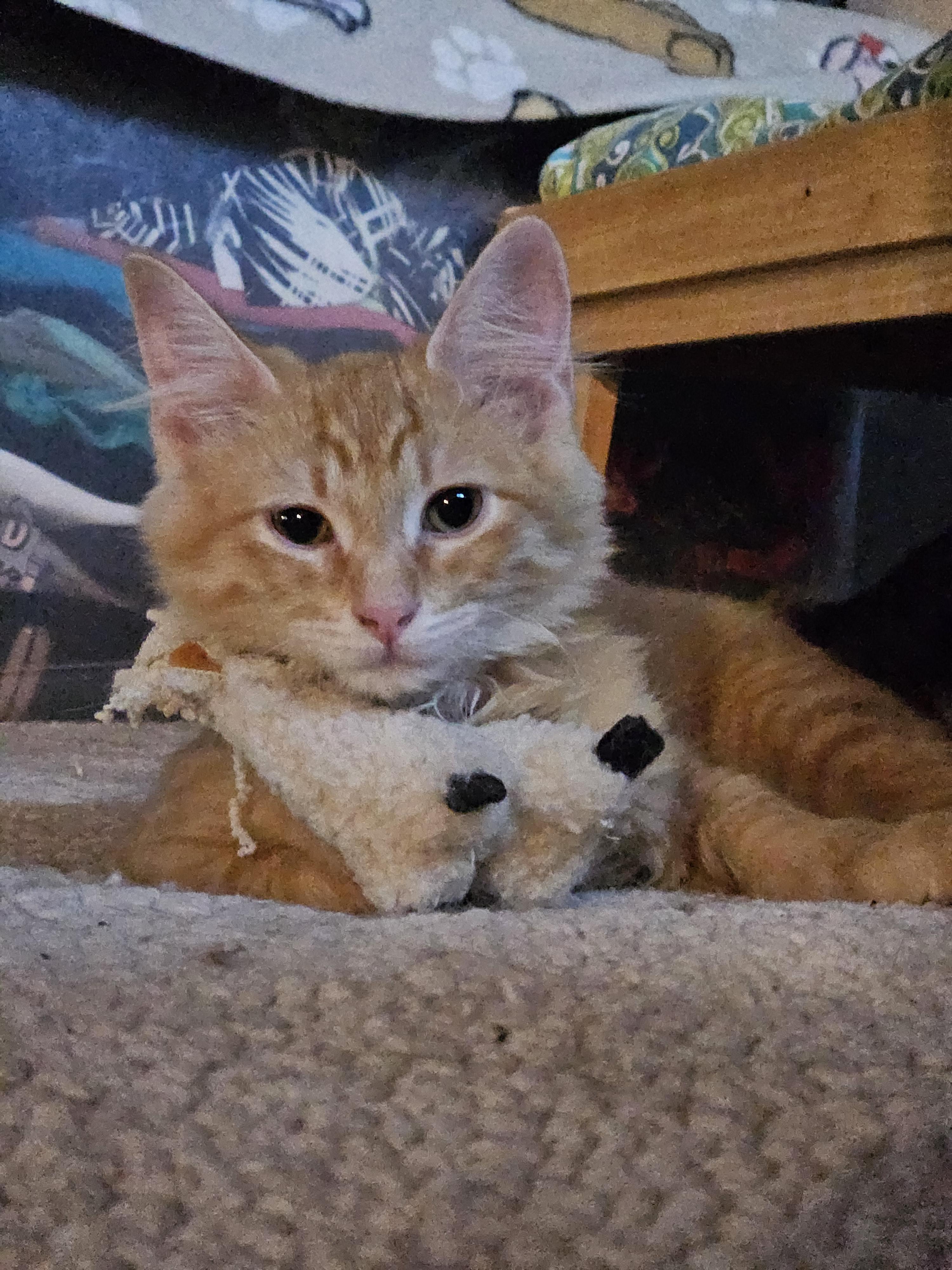 Enlarge DJ, a Adoptable mixed breed in Buhl, ID image 4/6