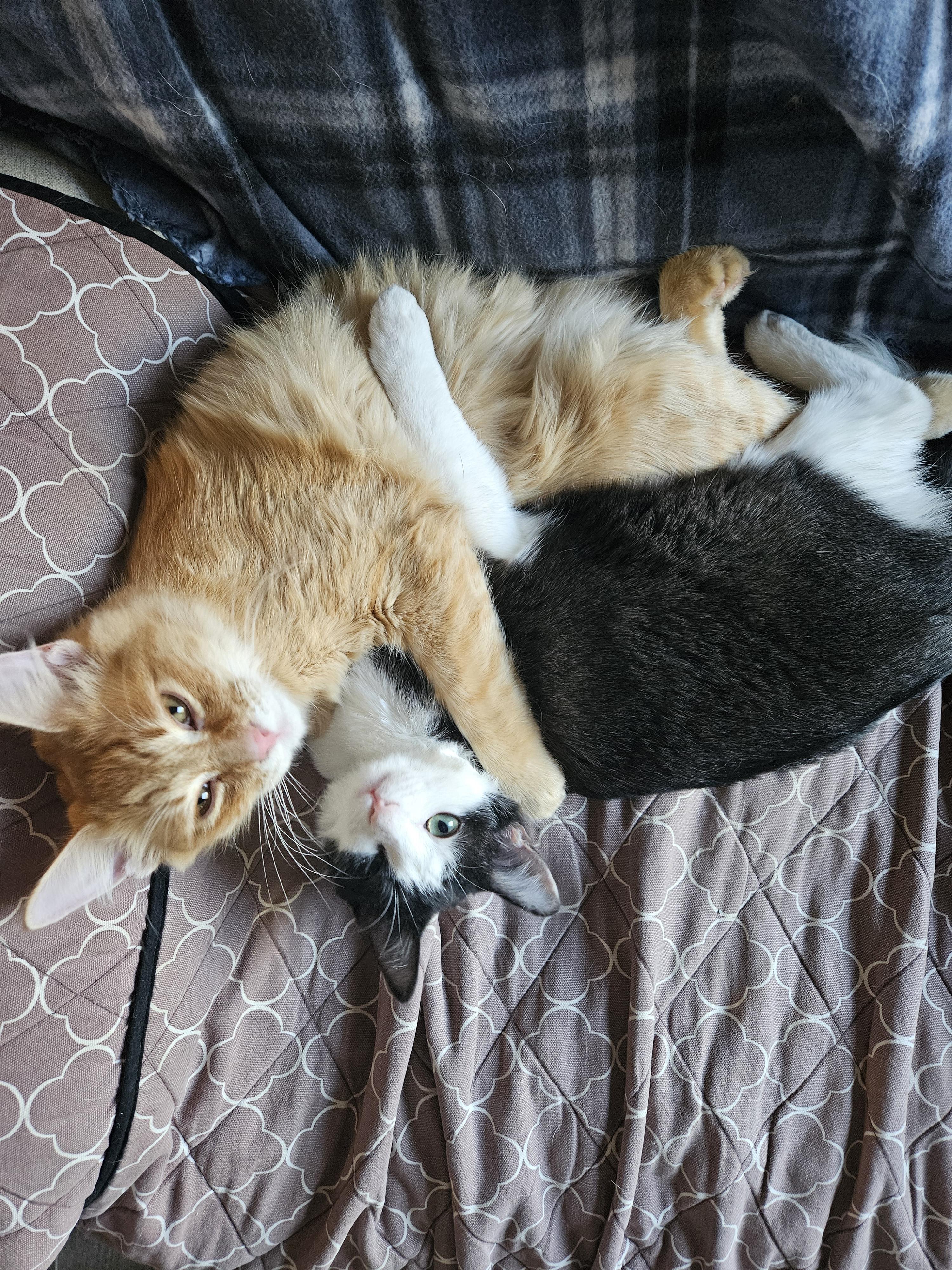 Enlarge DJ, a Adoptable mixed breed in Buhl, ID image 5/6