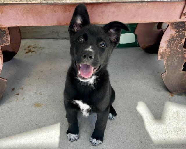 THE VIVIENNE*, Adoptable, Puppy Male German Shepherd Dog & Siberian Husky.