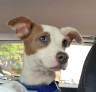 Gilligan - Gilligan Island Litter, Adoptable, Young Male Australian Cattle Dog / Blue Heeler & Terrier.