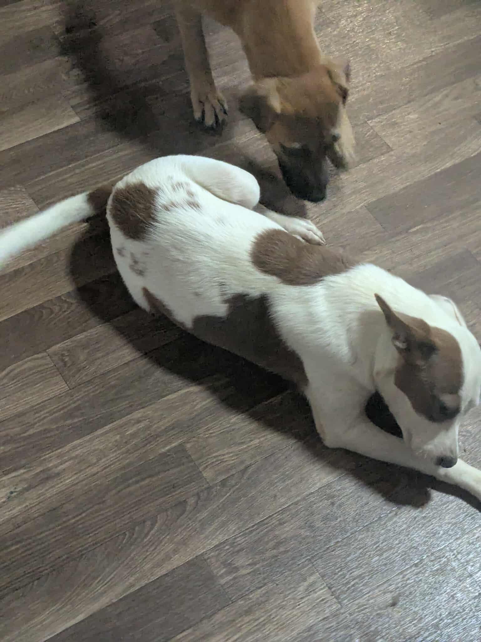 Gilligan - Gilligan Island Litter