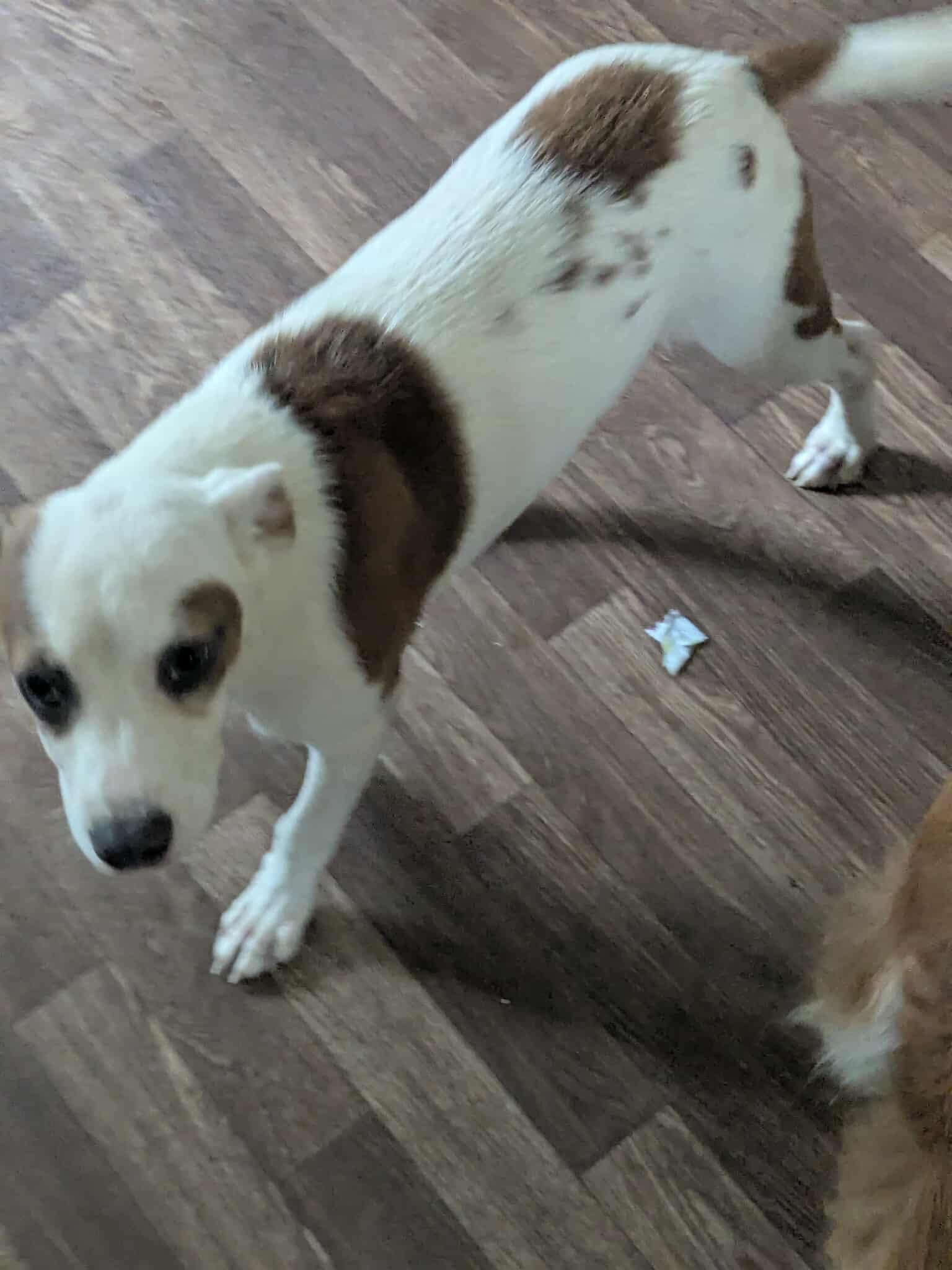 Gilligan - Gilligan Island Litter