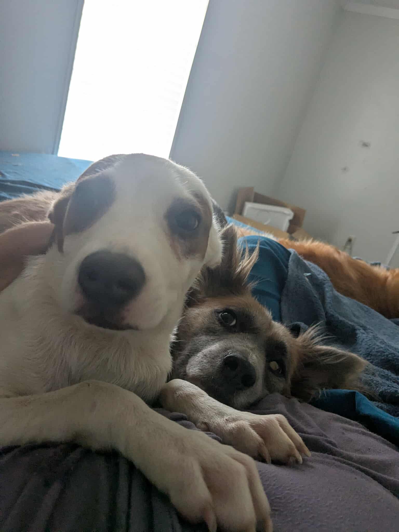 Gilligan - Gilligan Island Litter