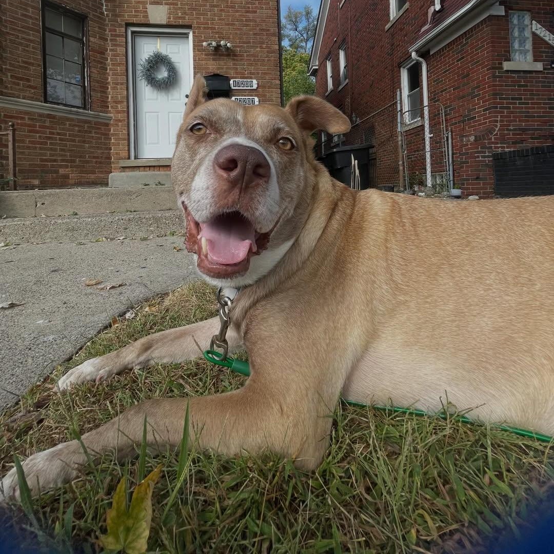 Enlarge Rufus, a ADOPTABLE mixed breed in Detroit, MI image 2/6