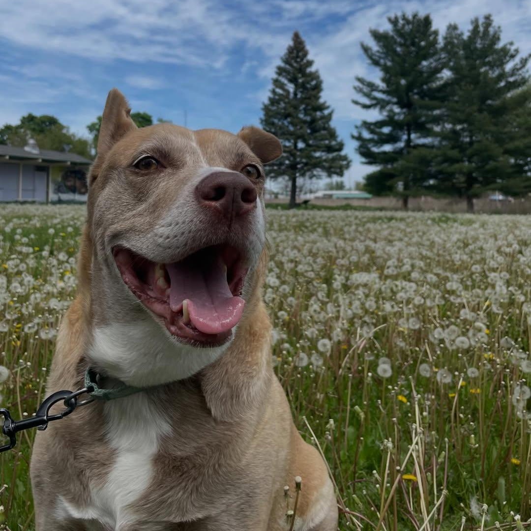 Rufus, ADOPTABLE, Adult Male Pit Bull Terrier & American Staffordshire Terrier.