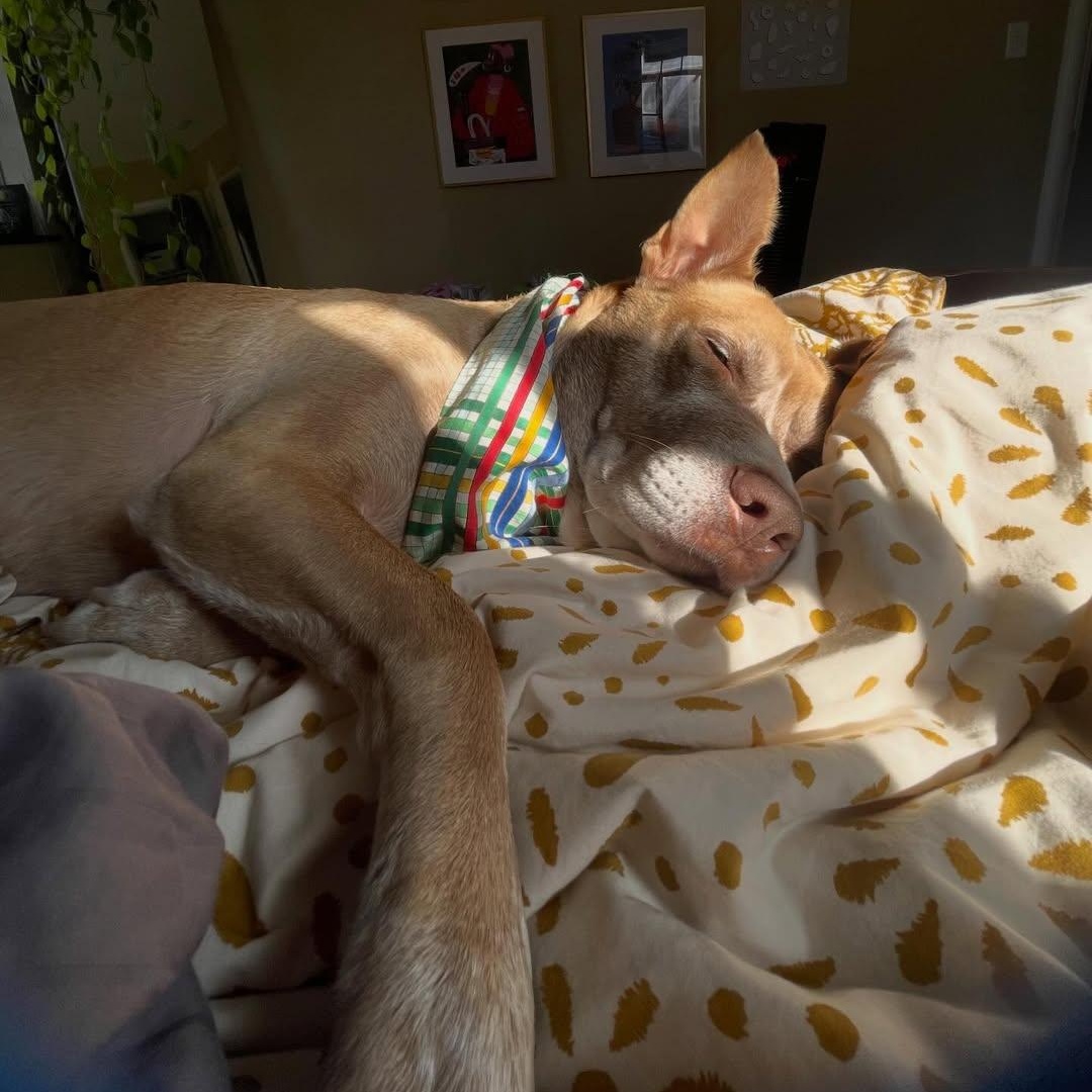 Enlarge Rufus, a ADOPTABLE mixed breed in Detroit, MI image 5/6