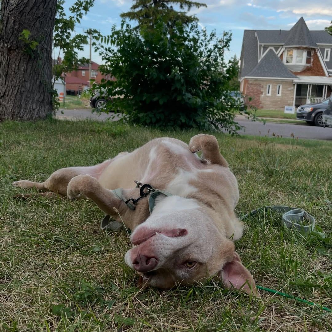 Enlarge Rufus, a ADOPTABLE mixed breed in Detroit, MI image 6/6