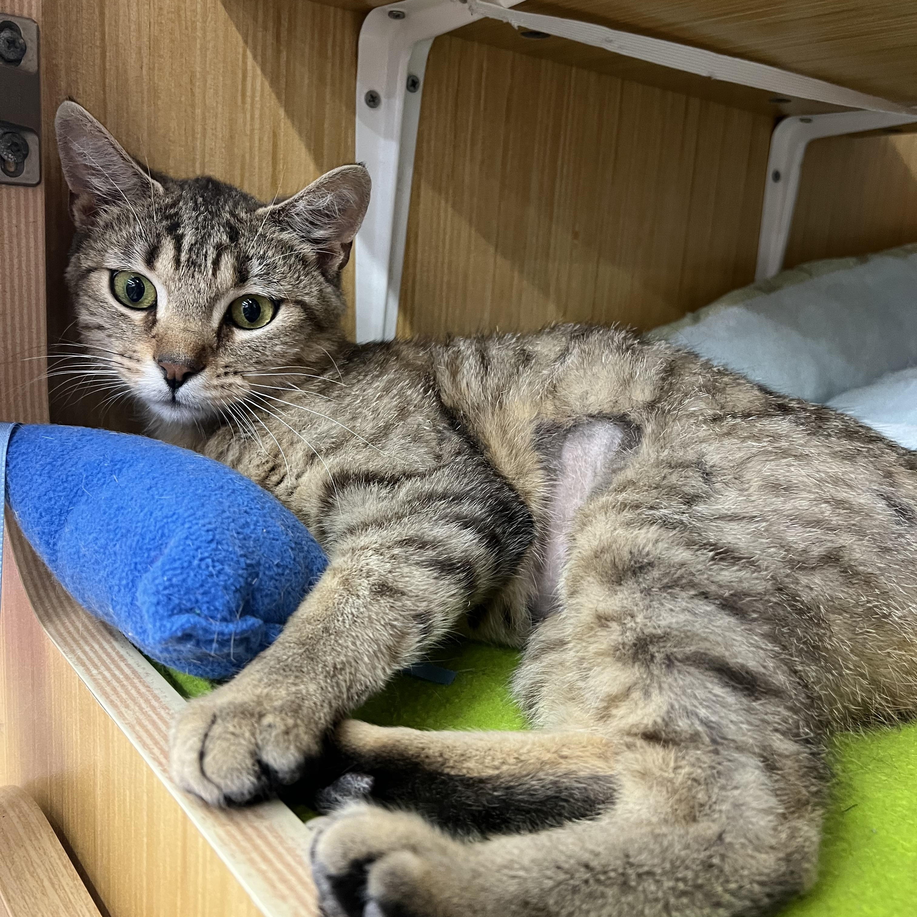 Eli, ADOPTABLE, Young Male Domestic Short Hair.
