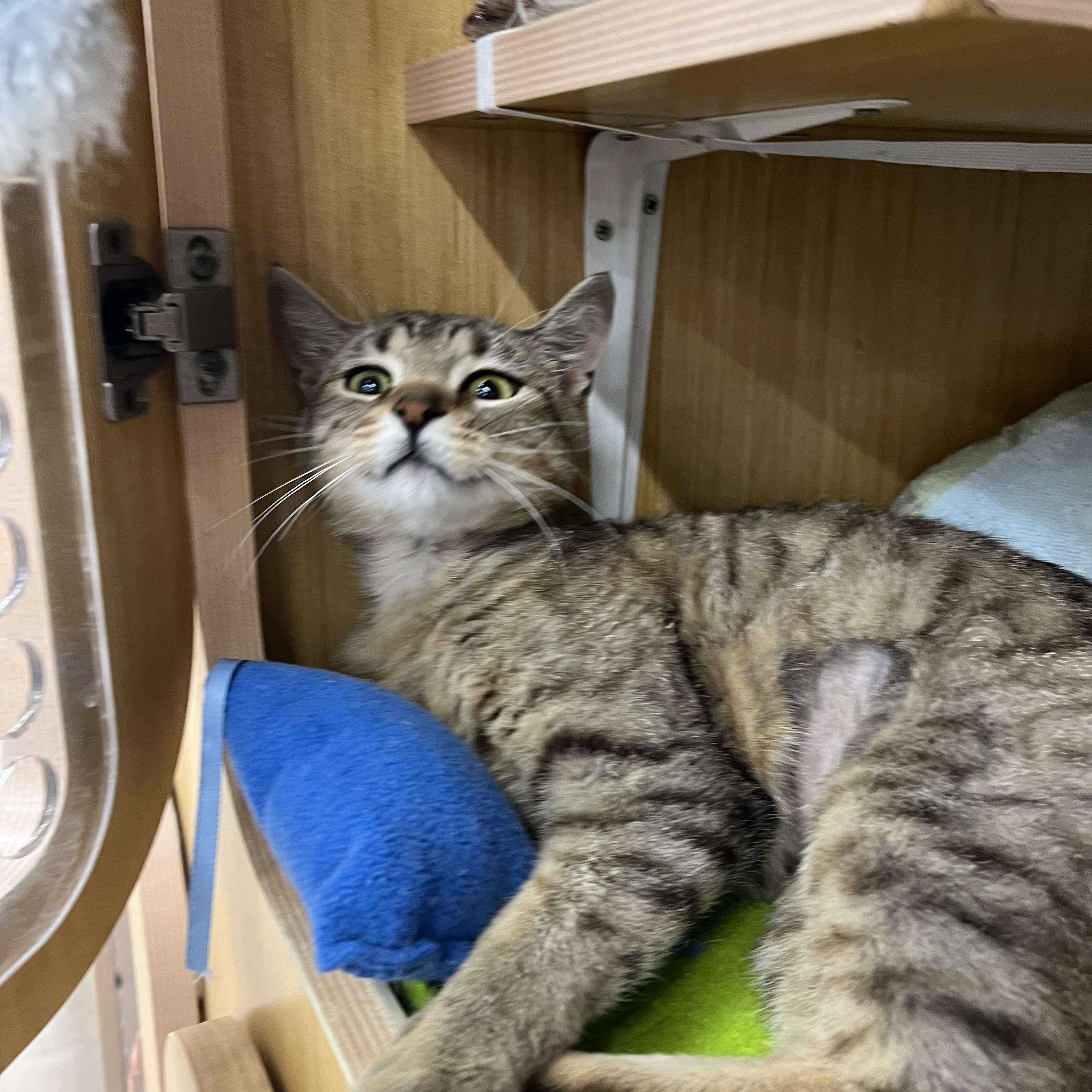 Eli, a ADOPTABLE Domestic Short Hair in Manhattan, KS image 2/2