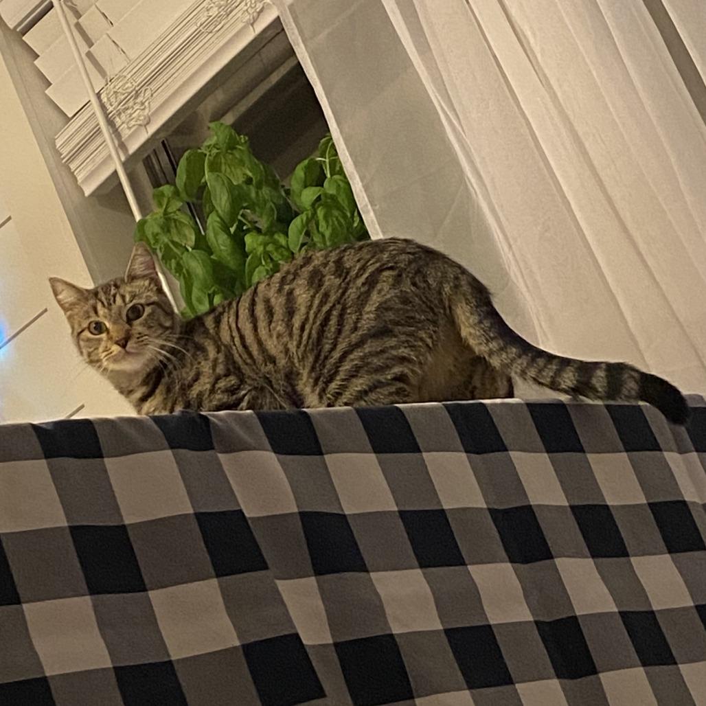 Eerie, Adoptable, Adult Female Domestic Short Hair.