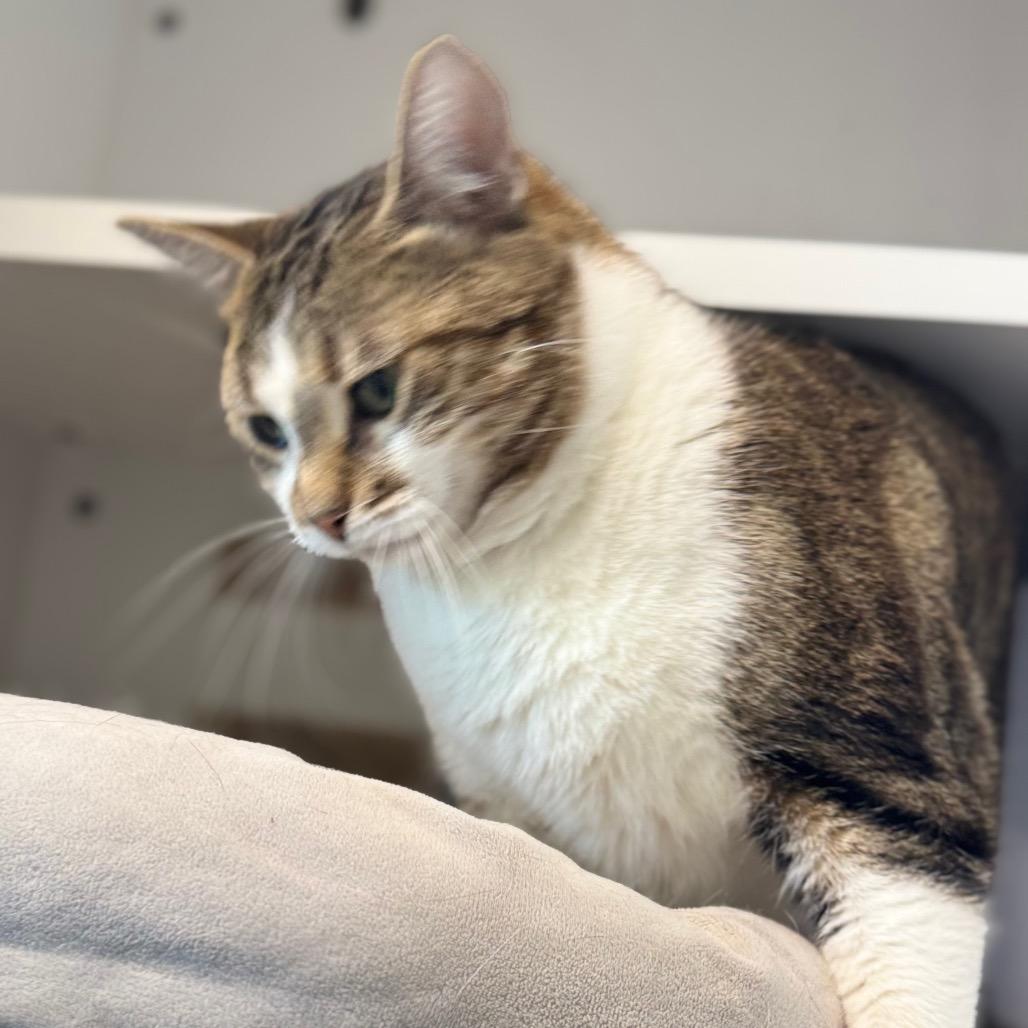 Softie, Adoptable, Adult Male Domestic Short Hair.