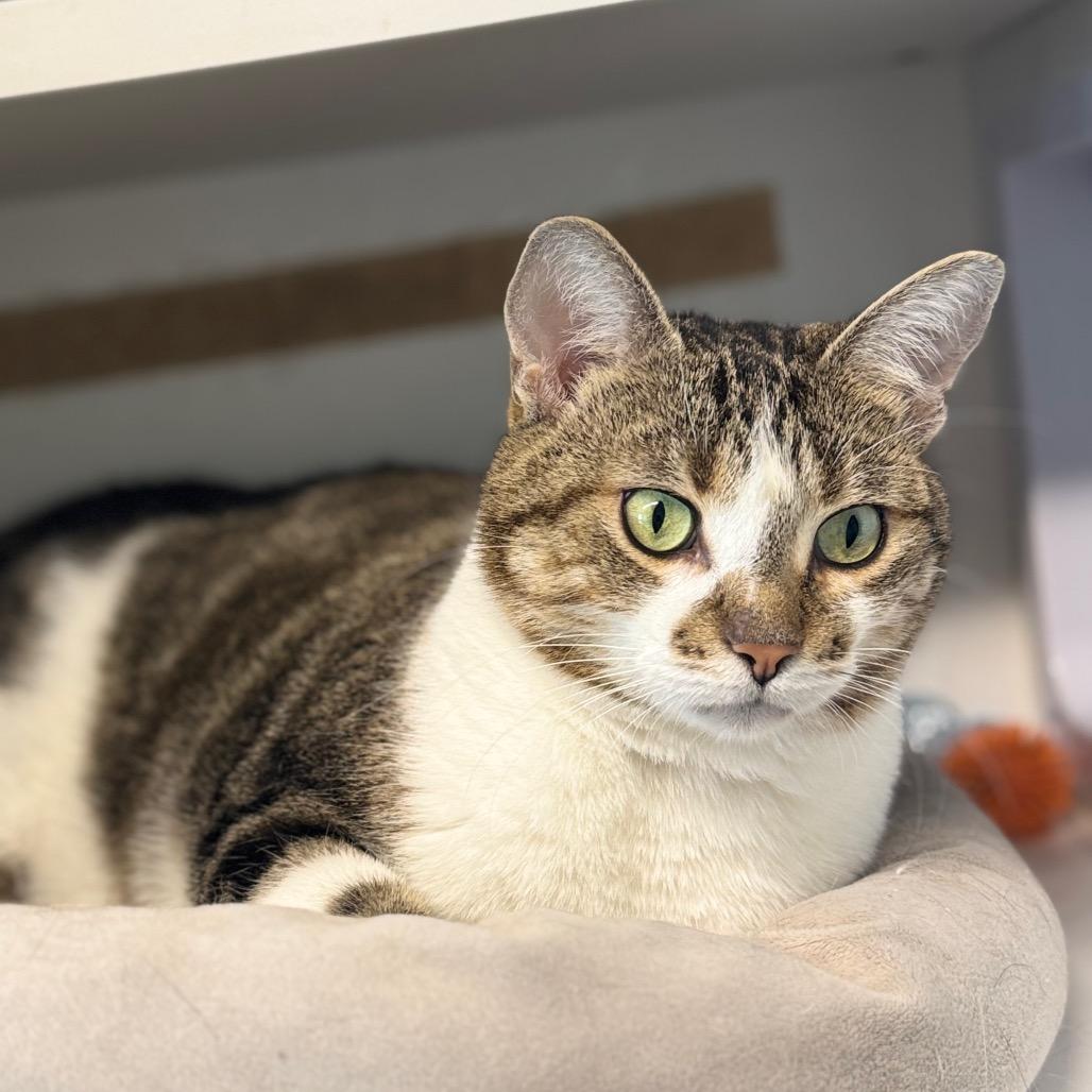 Enlarge Softie, a Adoptable Domestic Short Hair in North Battleford, SK image 2/6