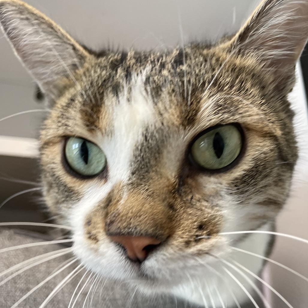 Enlarge Softie, a Adoptable Domestic Short Hair in North Battleford, SK image 3/6