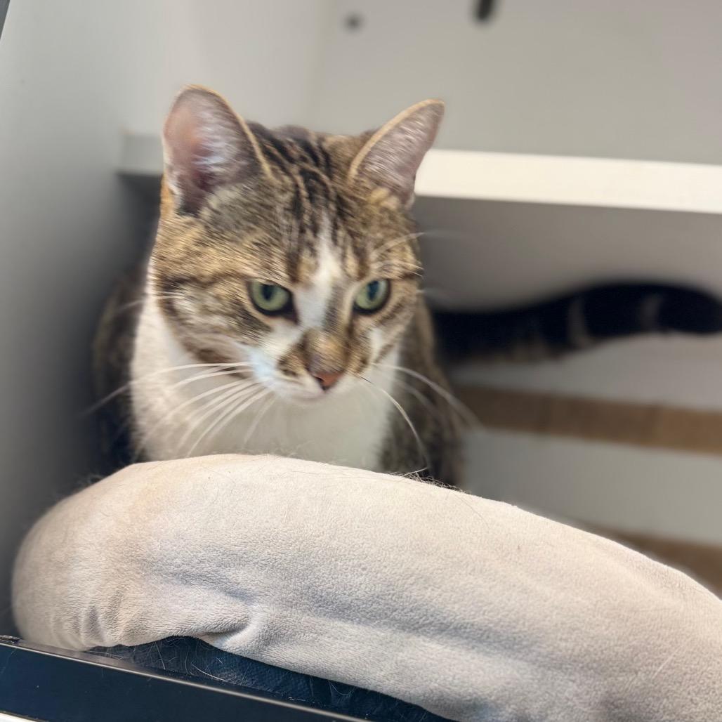 Enlarge Softie, a Adoptable Domestic Short Hair in North Battleford, SK image 4/6