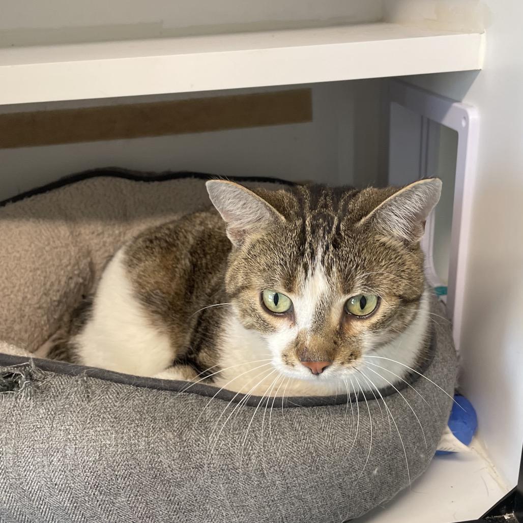 Enlarge Softie, a Adoptable Domestic Short Hair in North Battleford, SK image 5/6
