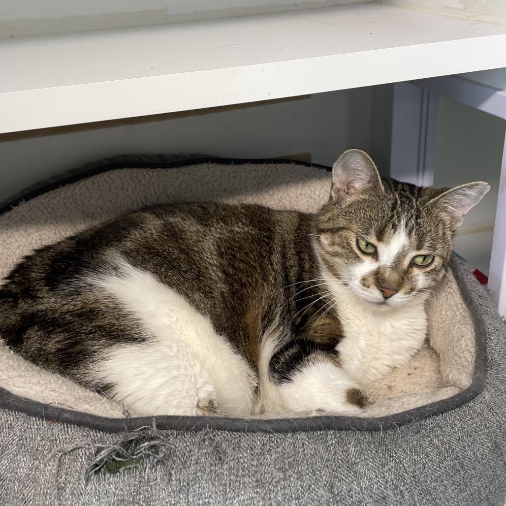 Enlarge Softie, a Adoptable Domestic Short Hair in North Battleford, SK image 6/6