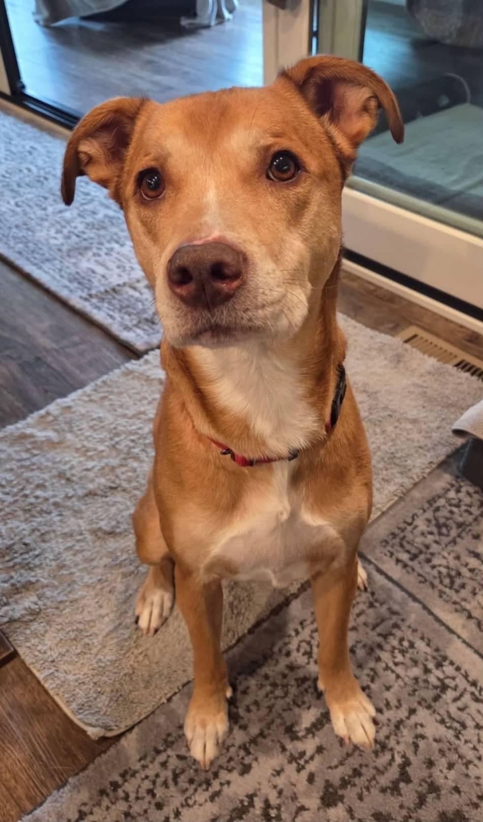 Leo, ADOPTABLE, Senior Male Basenji.