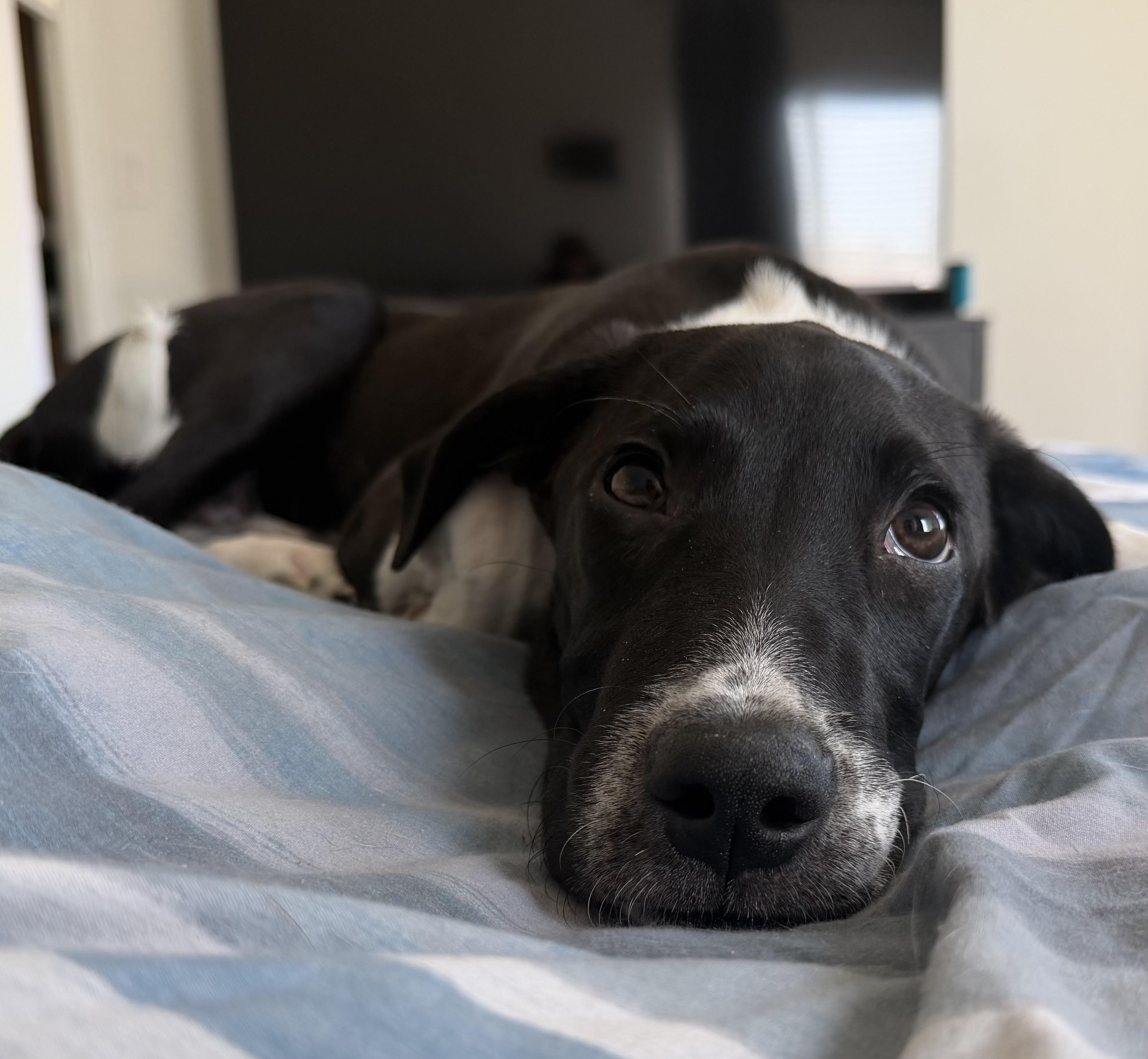Zebb, Adopted, Young Male Pointer.