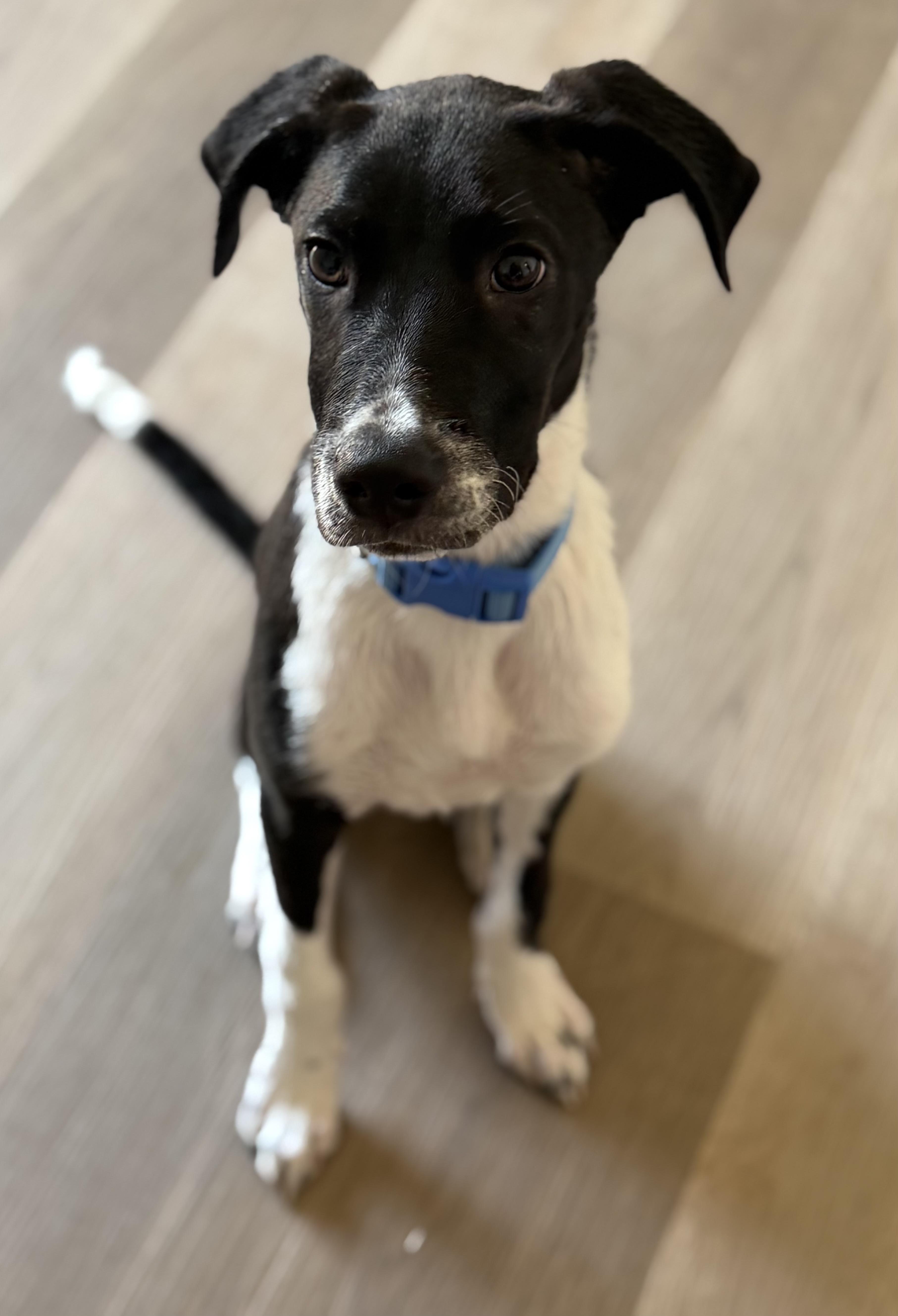Enlarge Zebb, a Adopted mixed breed in Palm desert, CA image 2/5