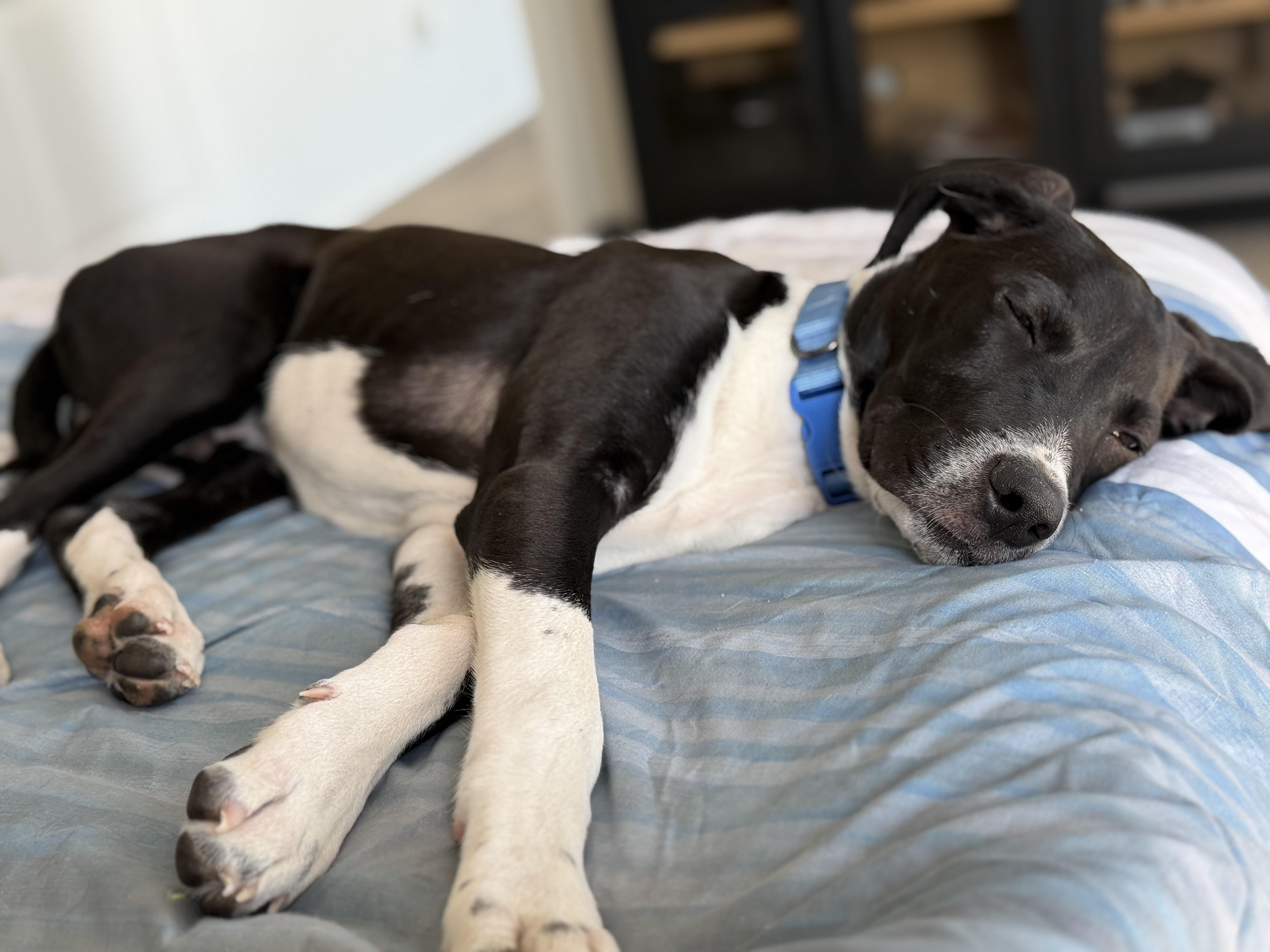 Enlarge Zebb, a Adopted mixed breed in Palm desert, CA image 3/5