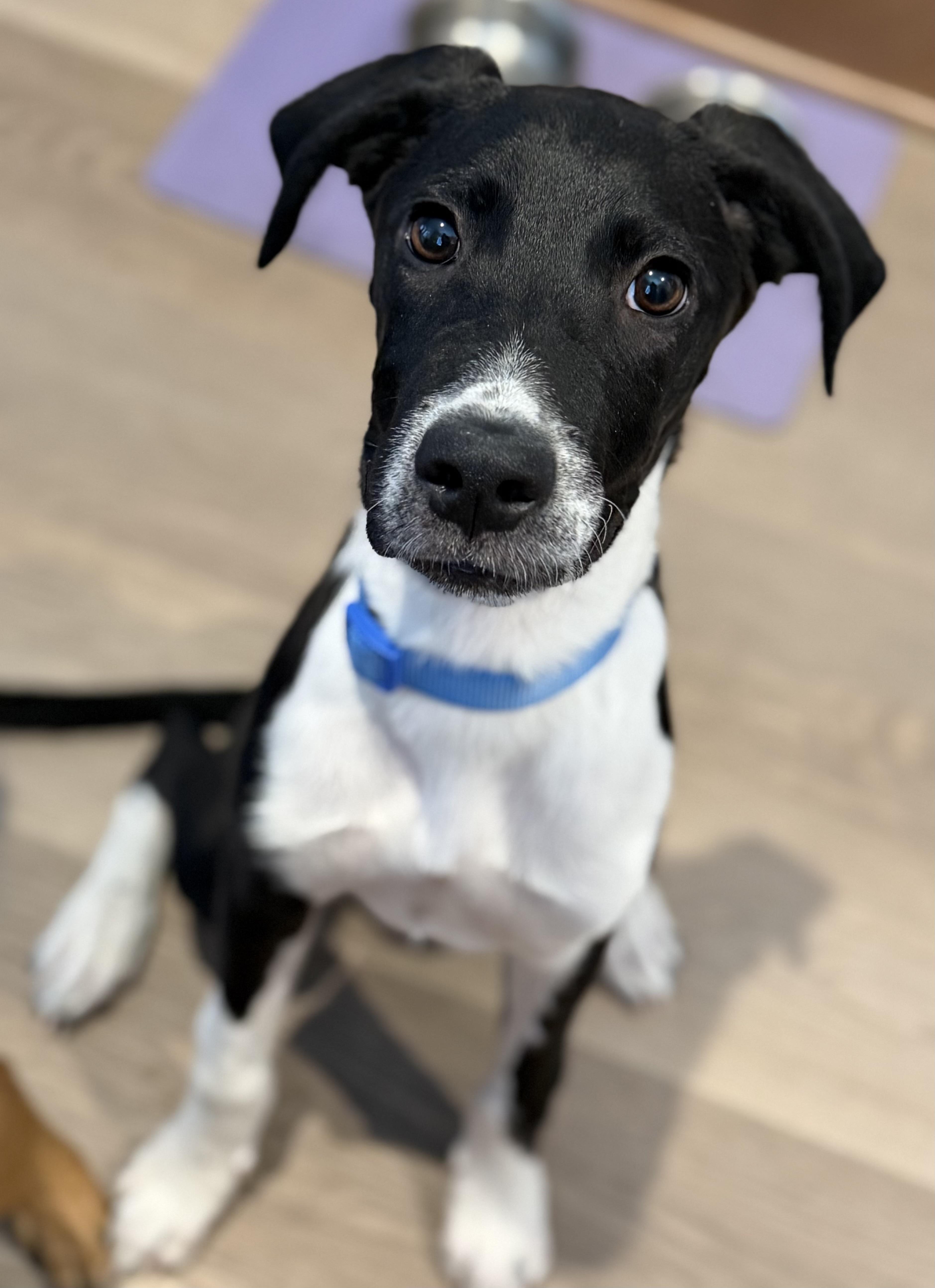 Enlarge Zebb, a Adopted mixed breed in Palm desert, CA image 4/5