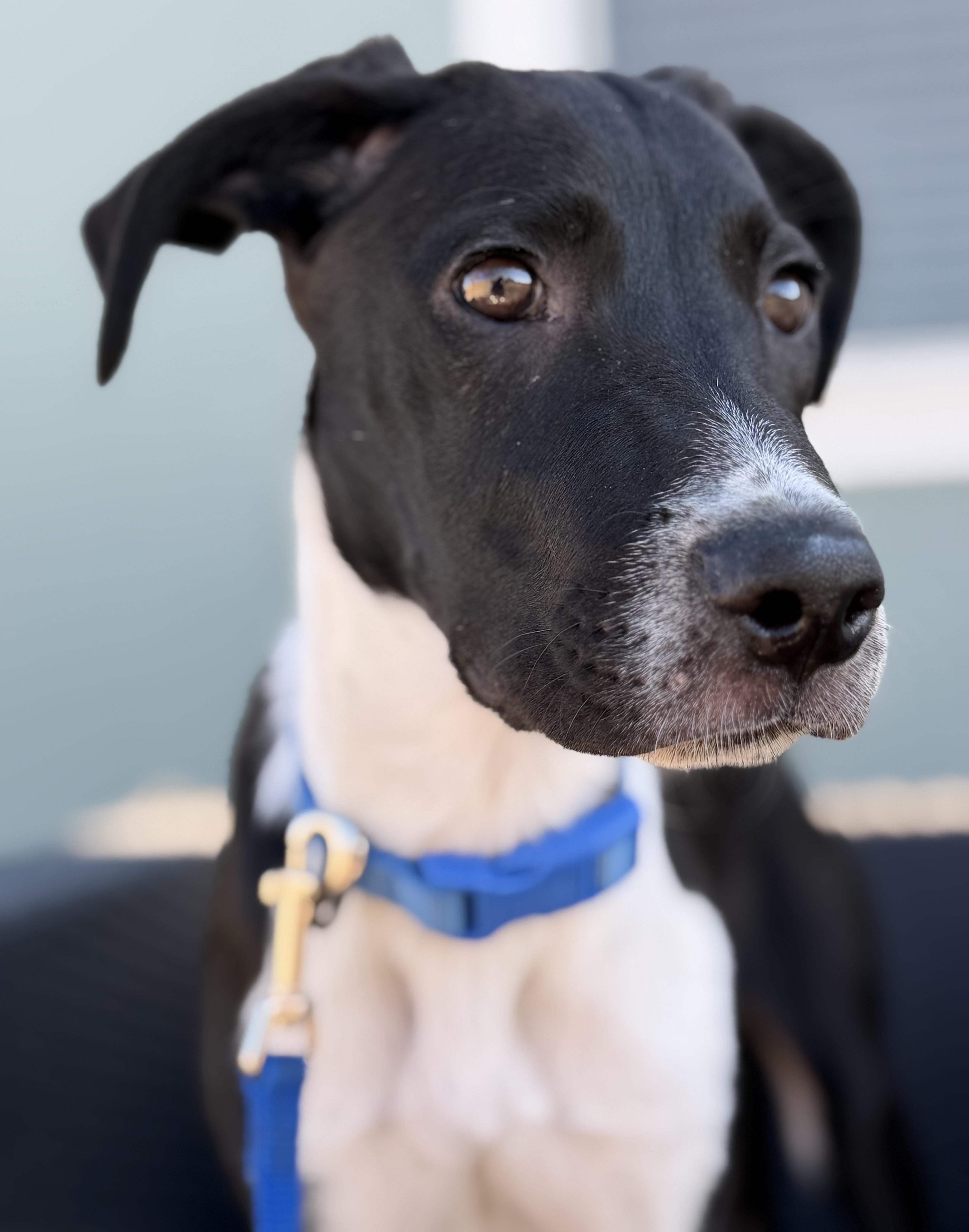 Enlarge Zebb, a Adopted mixed breed in Palm desert, CA image 5/5