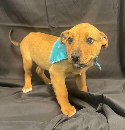 Bigelow, Adoptable, Young Male Mixed Breed & Mixed Breed.