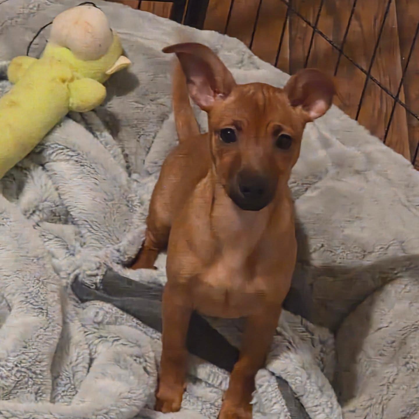 Kiki, ADOPTABLE, Puppy Female Chihuahua & Mixed Breed.