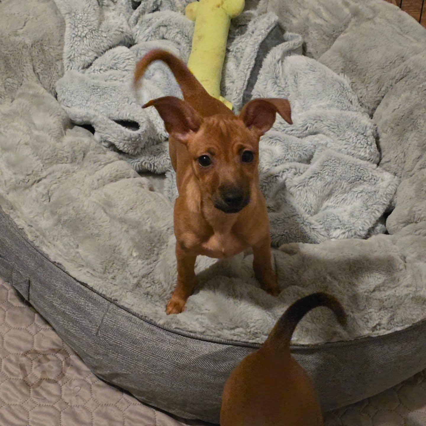 Enlarge Kiki, a ADOPTABLE mixed breed in Santa Clara, CA image 4/4