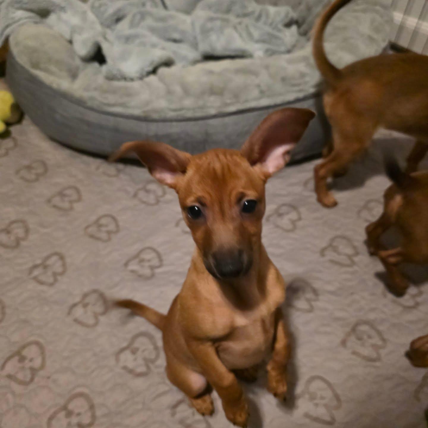 Enlarge Kiki, a ADOPTABLE mixed breed in Santa Clara, CA image 3/4