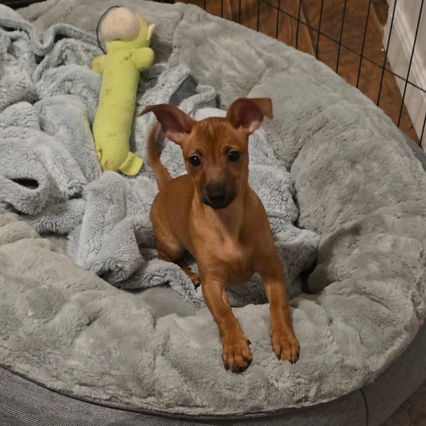 Enlarge Kiki, a ADOPTABLE mixed breed in Santa Clara, CA image 2/4