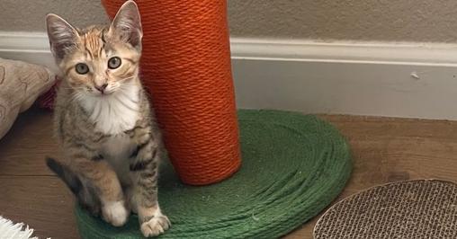 Fern, a Adoptable mixed breed in Evergreen, CO image 2/4
