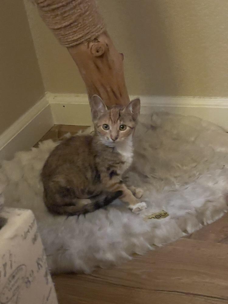 Fern, Adoptable, Kitten Female Domestic Short Hair.