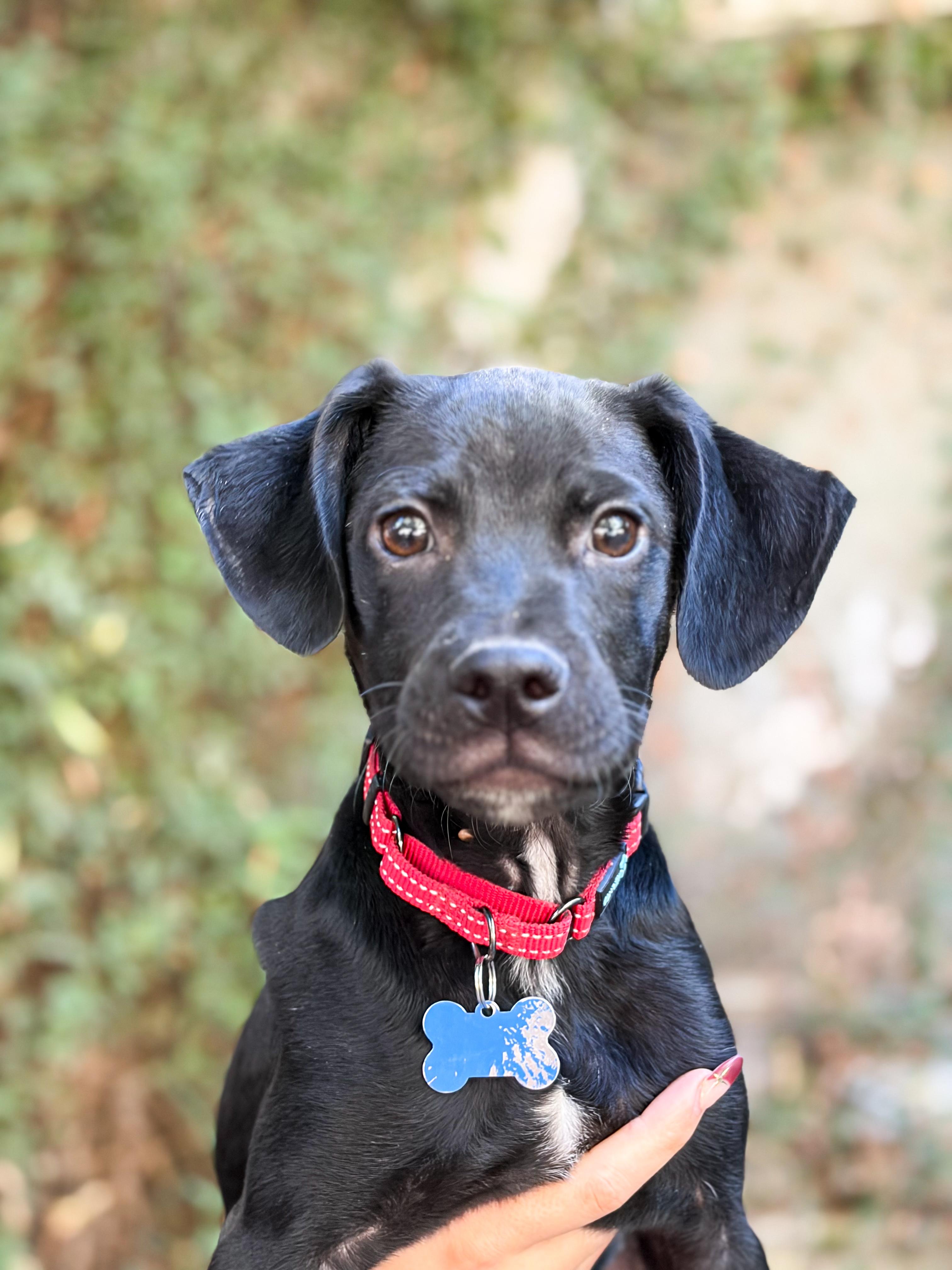 Louie, Adoptable, Young Male Terrier & Pug.