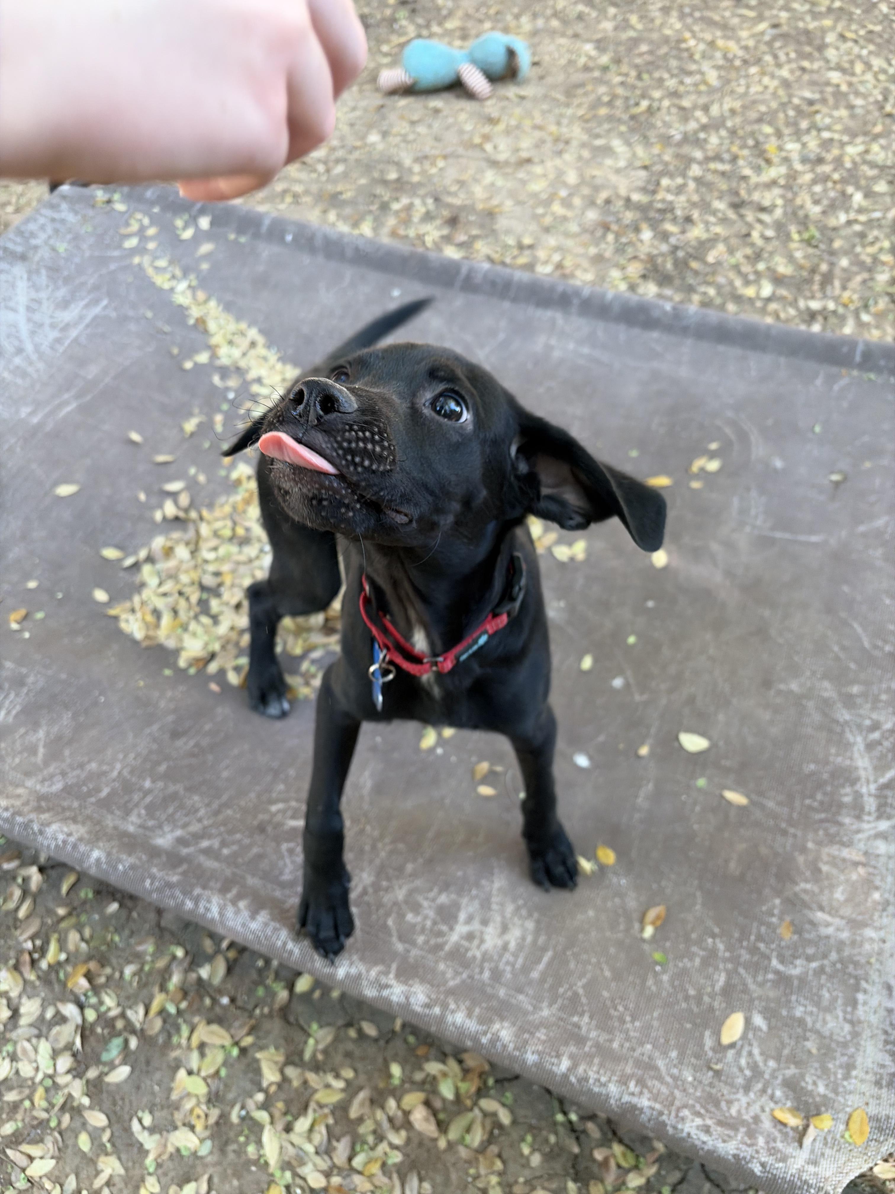 Enlarge Louie, a Adoptable mixed breed in Peoria, AZ image 2/4
