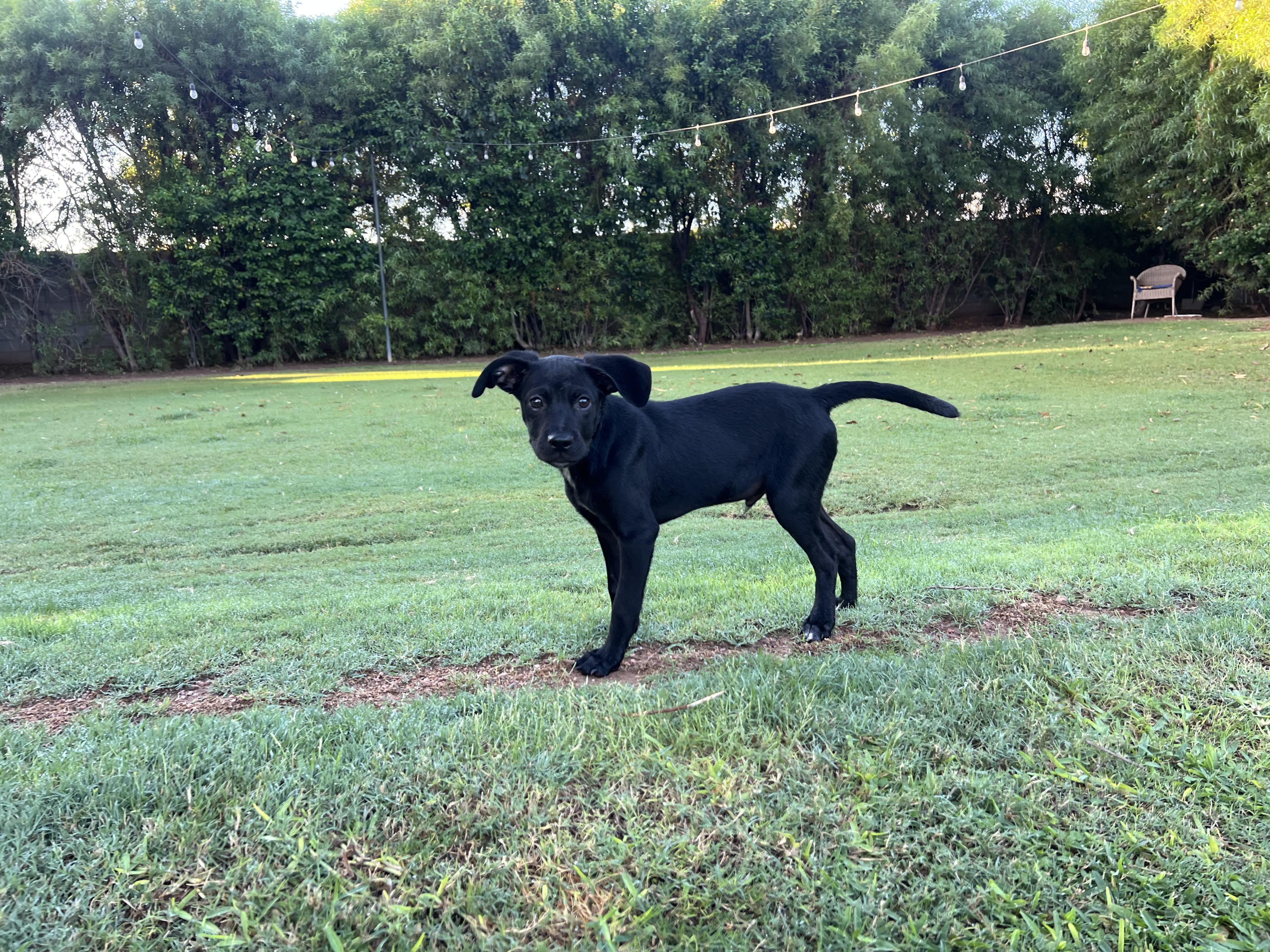 Enlarge Louie, a Adoptable mixed breed in Peoria, AZ image 3/4