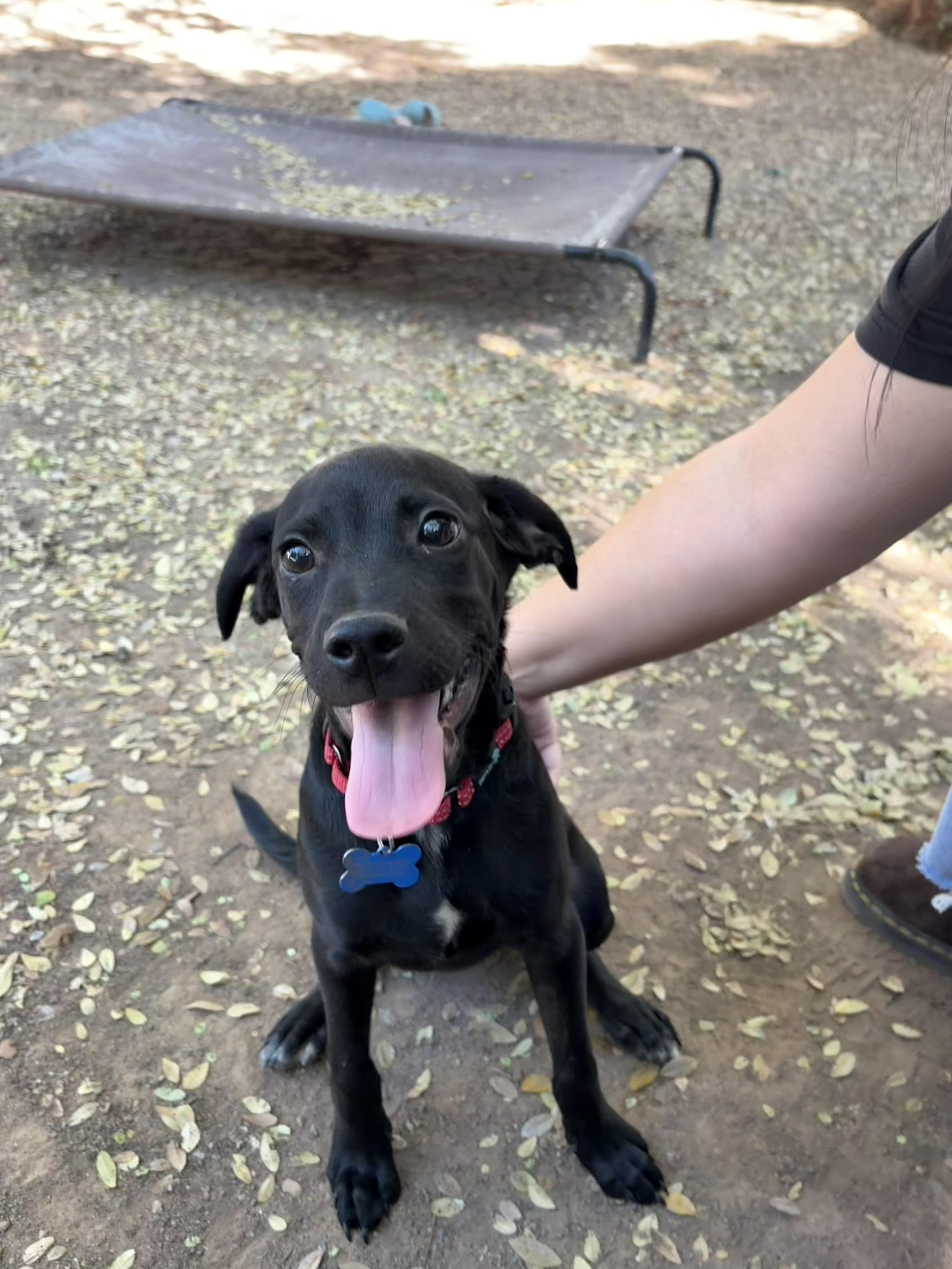 Enlarge Louie, a Adoptable mixed breed in Peoria, AZ image 4/4