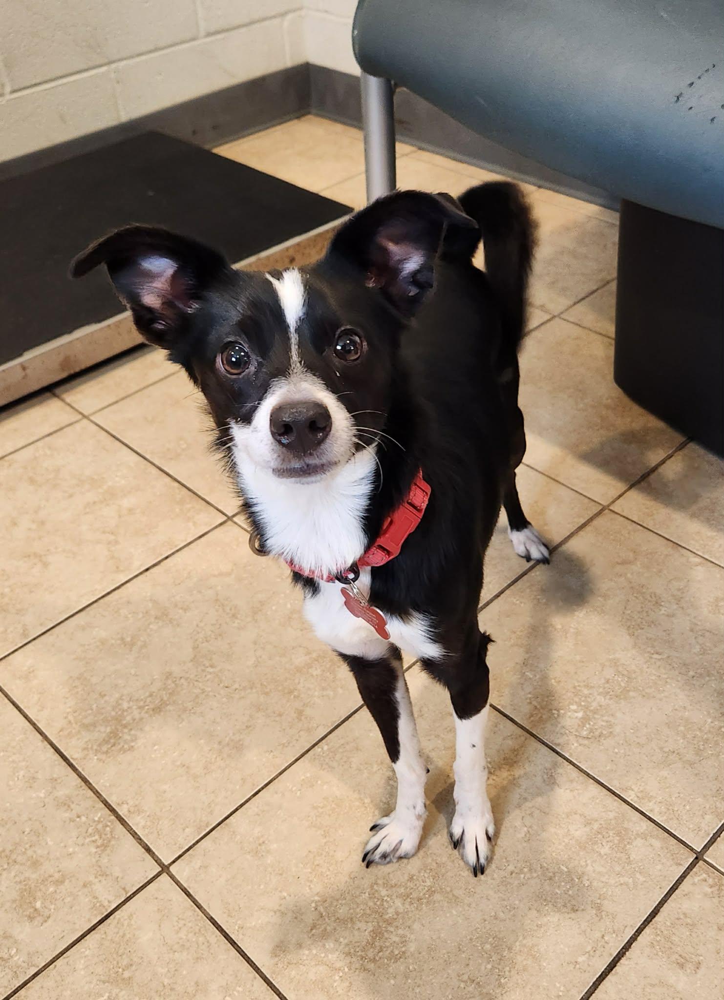 Enlarge Randy, an adopted mixed breed in Sparta, WI image 3/5