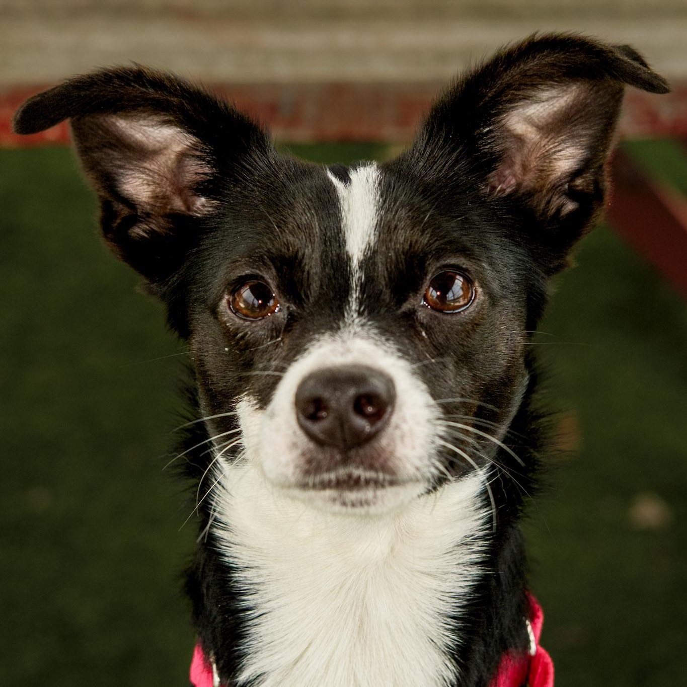 Enlarge Randy, an adopted mixed breed in Sparta, WI image 2/5