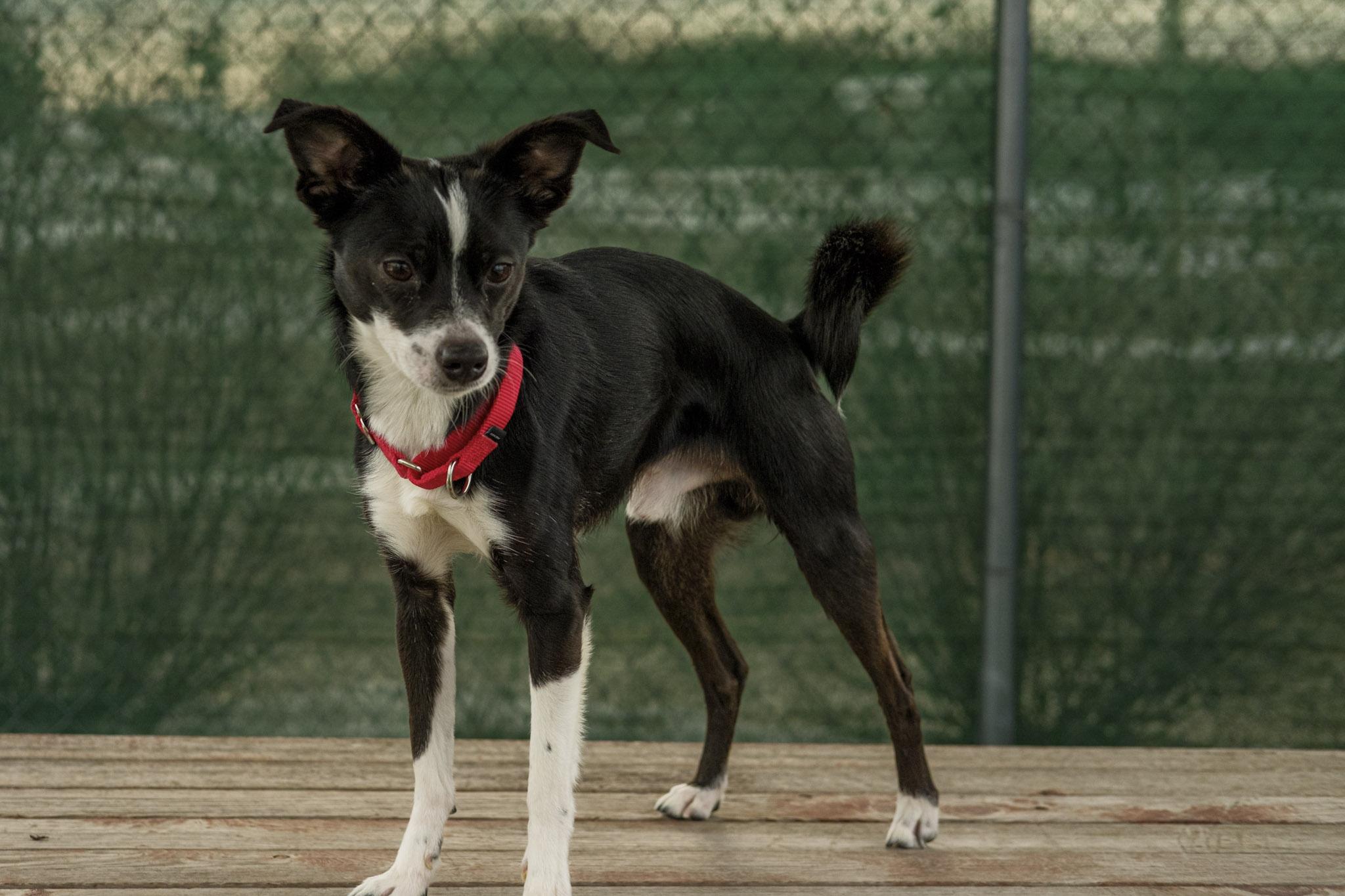 Enlarge Randy, an adopted mixed breed in Sparta, WI image 5/5
