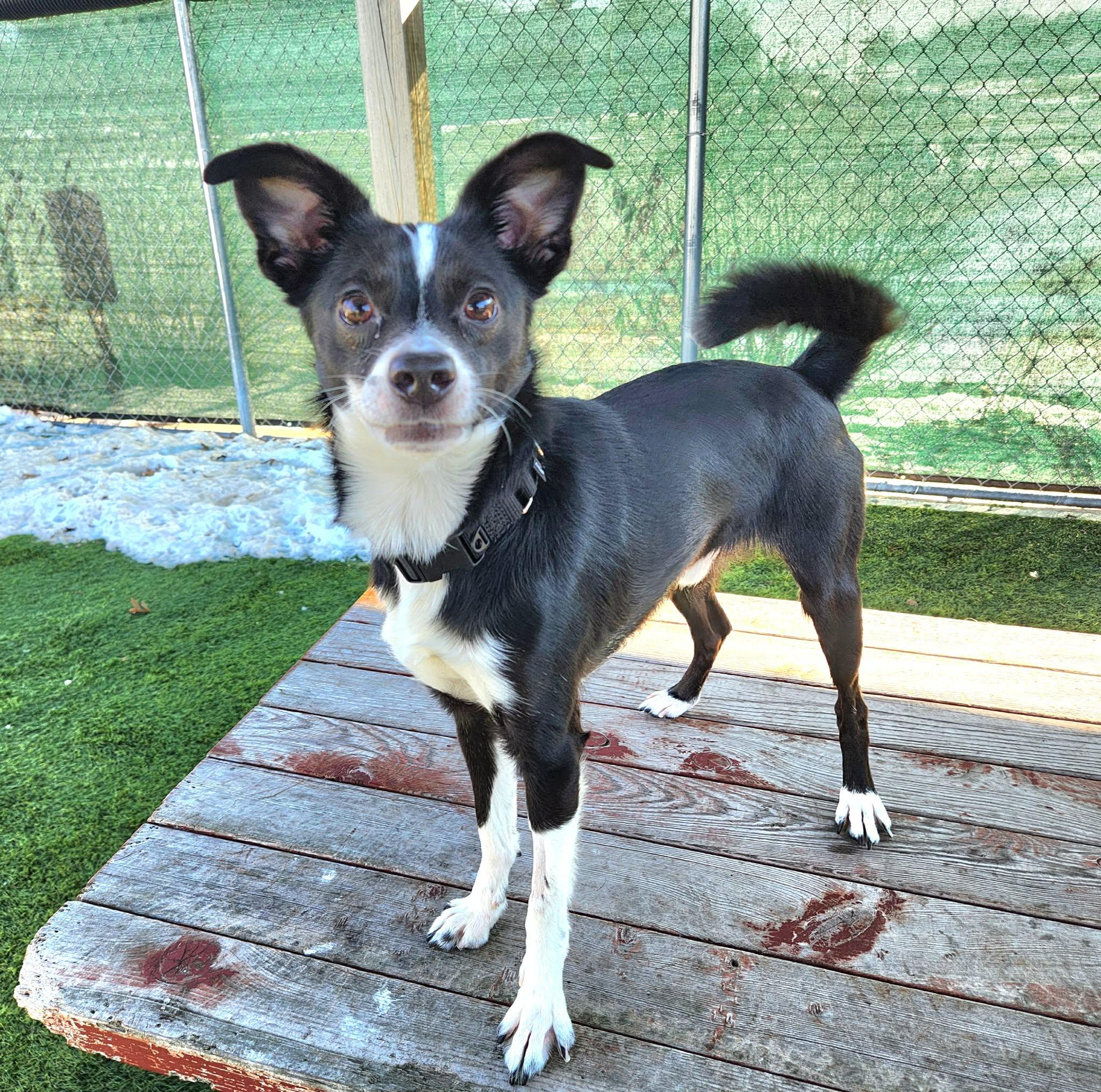 Randy, adopted, Adult Male Chihuahua & Terrier.