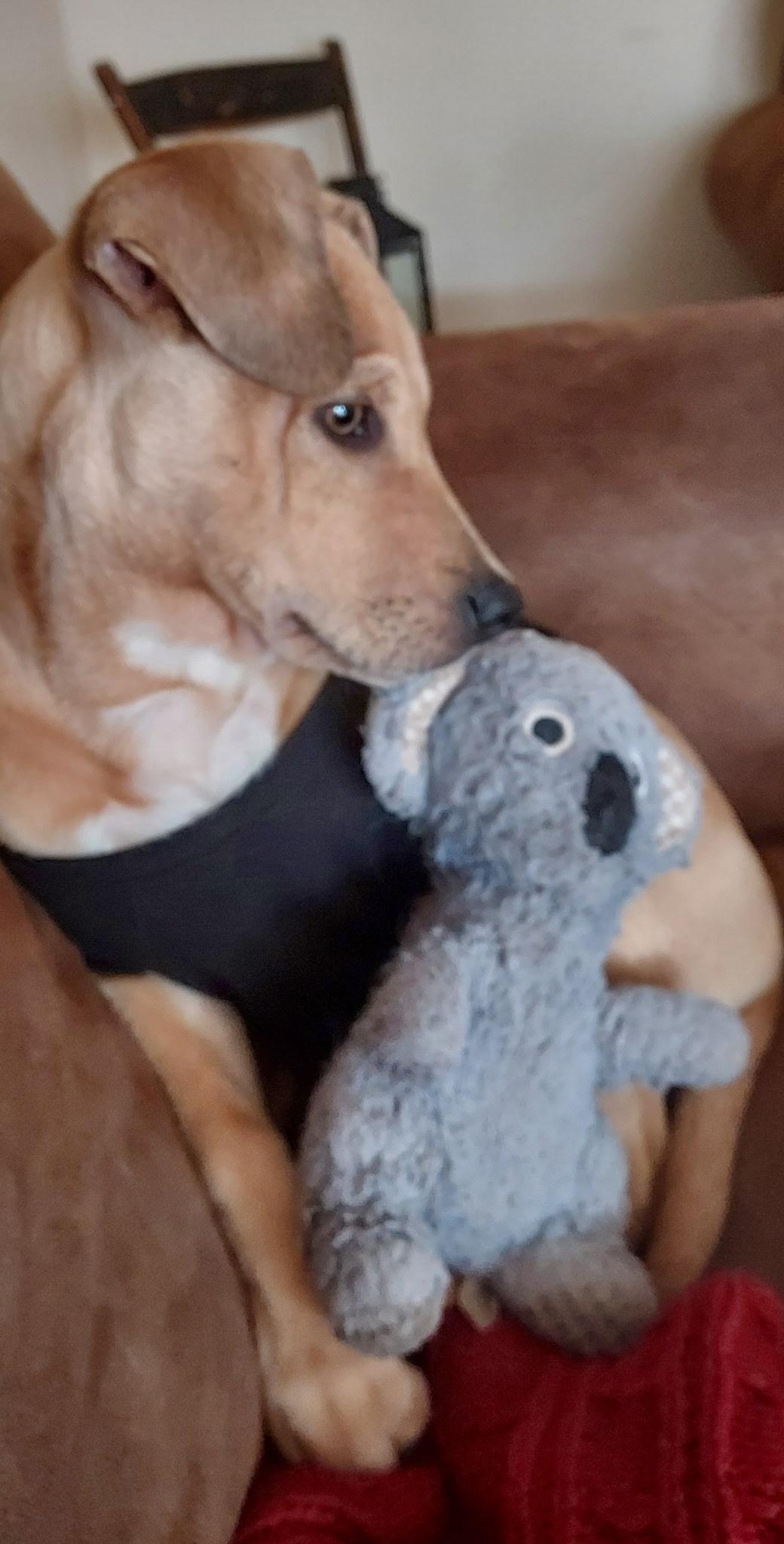 Zeppelin, Adoptable, Puppy Male Labrador Retriever.