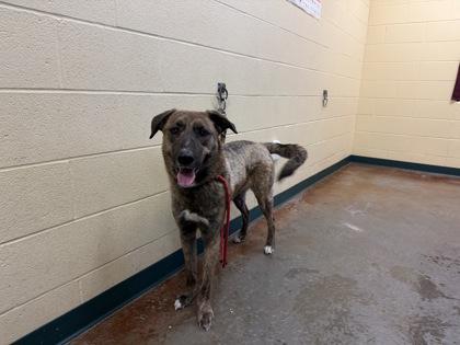 Molly — thumbnail 2